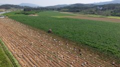 <b>宾客象州： 全程机械化种植马铃薯丰收 远销</b>